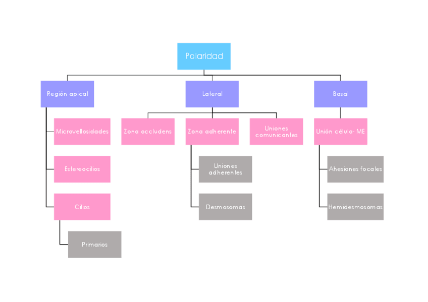 Miniatura del documento Tejido epitelial.pdf