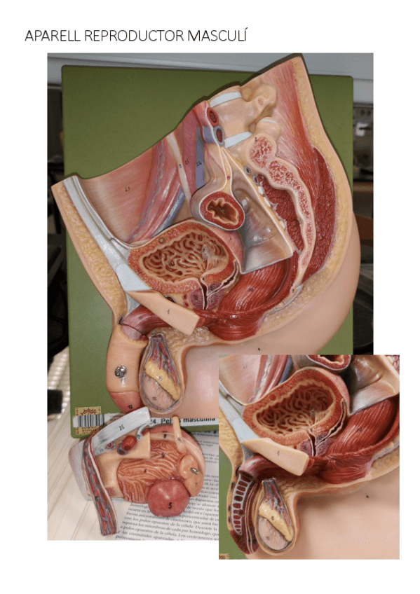 Miniatura del documento PRÀCTIQUES FISIO III.pdf