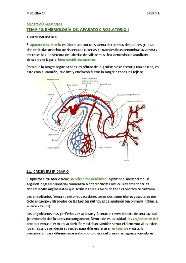 Miniatura del documento TEMA 40.1 - EMBRIOLOGÍA DEL APARATO CIRCULATORIO I.pdf