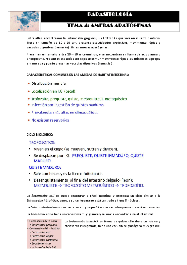 Miniatura del documento Tema 4 AMEBAS APATÓGENAS.pdf