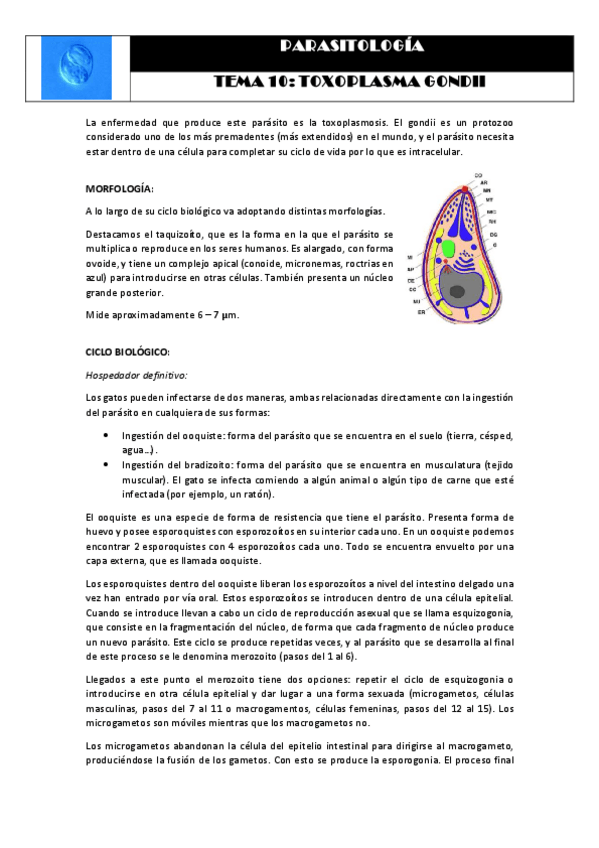 Miniatura del documento Tema 10 TOXOPLASMA GONDII.pdf