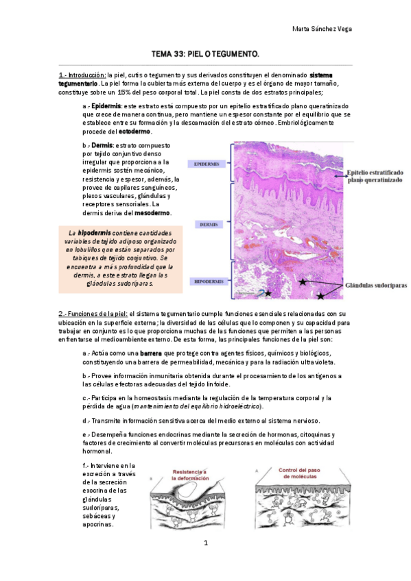 Miniatura del documento TEMA 33 PIEL O TEGUMENTO.pdf