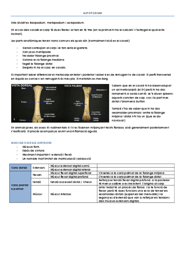 Miniatura del documento AUTOPODIUM.pdf