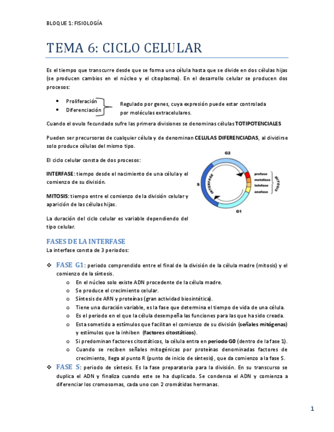 Miniatura del documento TEMA 6 ciclo celular.pdf
