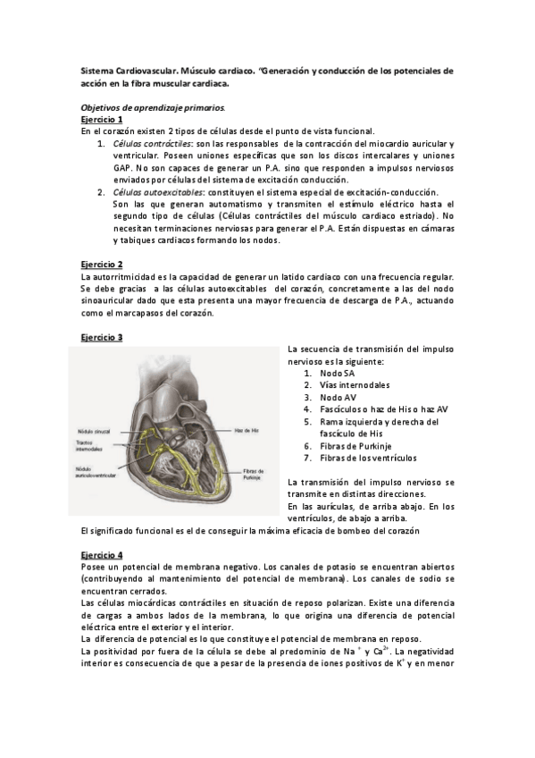 Miniatura del documento Sistema Cardiovascular.pdf