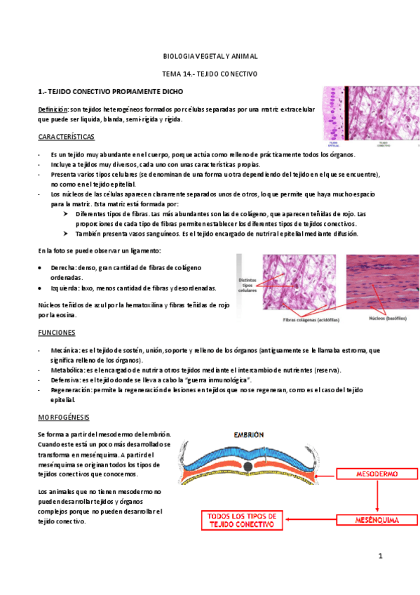 Miniatura del documento TEMA 14.- TEJIDO CONECTIVO.pdf