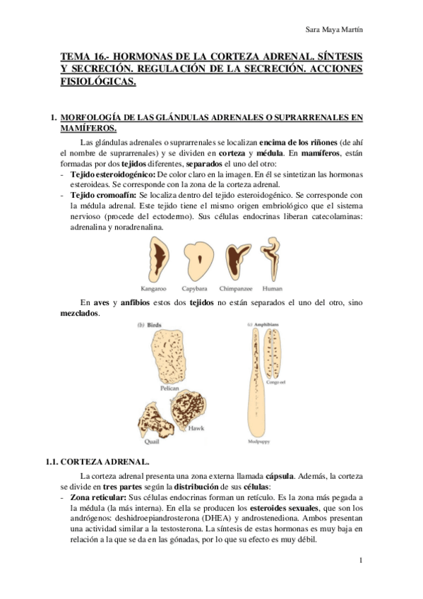 Miniatura del documento TEMA 16.- HORMONAS DE LA CORTEZA ADRENAL. SÍNTESIS Y SECRECIÓN. REGULACIÓN DE LA SECRECIÓN. ACCIONES FISIOLÓGICAS..pdf