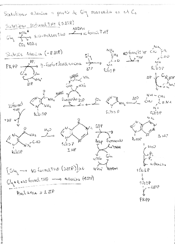 Miniatura del documento Adenina a partir de Gly en C2.pdf