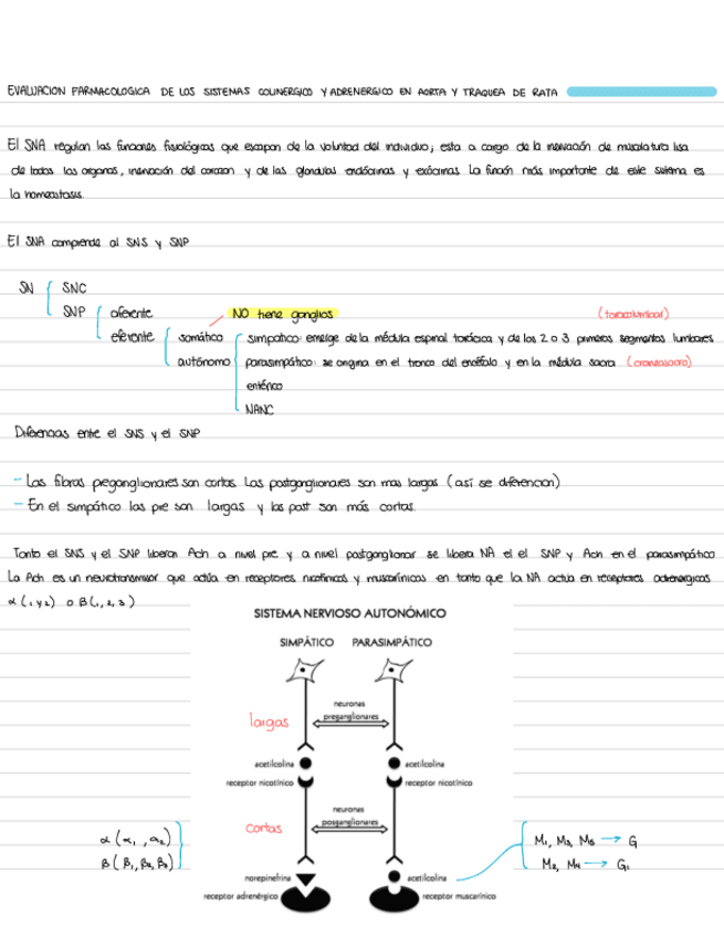 Miniatura del documento Evaluación farmacológica de los sistemas adrenergico y colinergico en aorta y tráquea de rata.pdf
