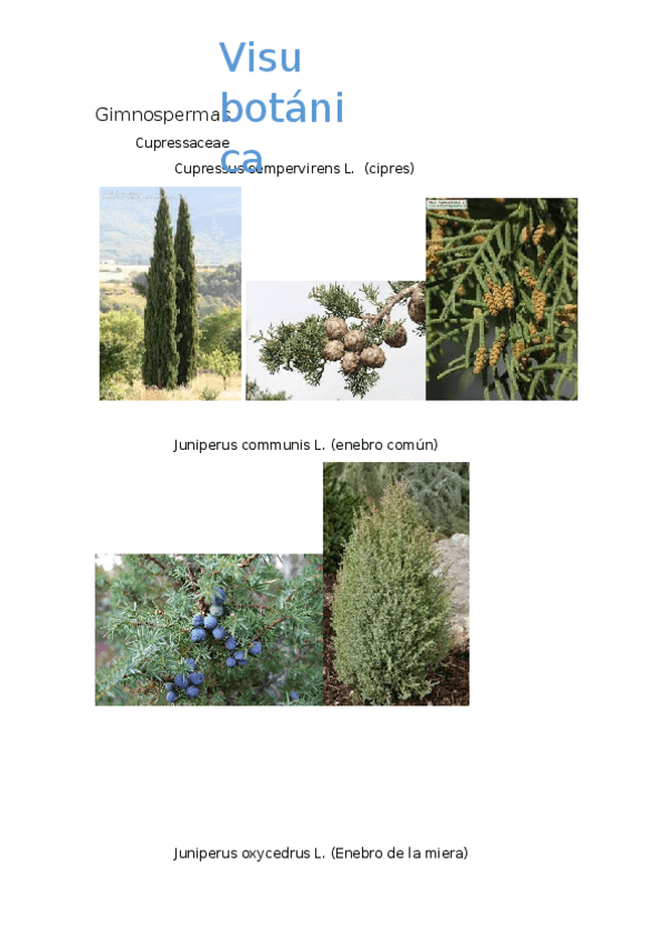 Miniatura del documento botanica.docx