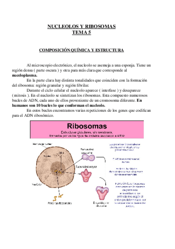 Miniatura del documento Tema 5.odt
