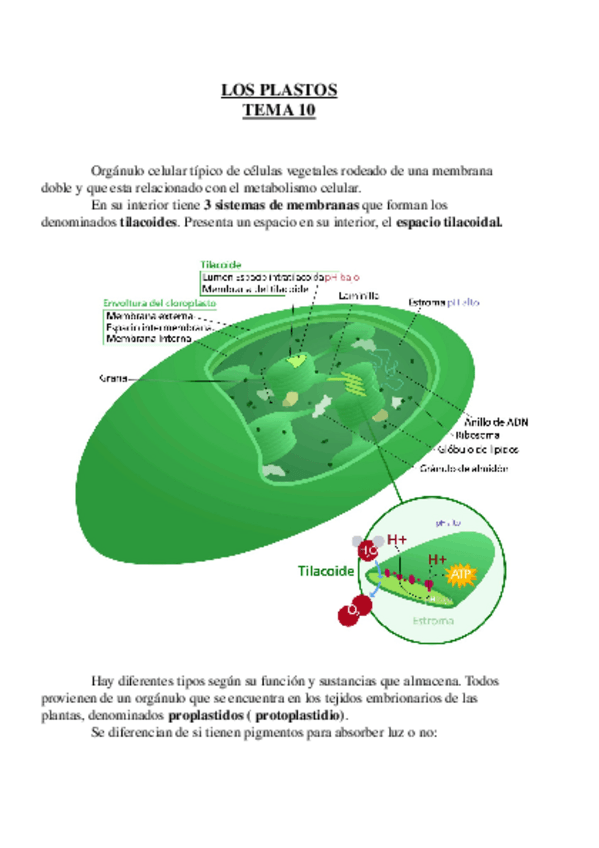 Miniatura del documento Tema 10.odt