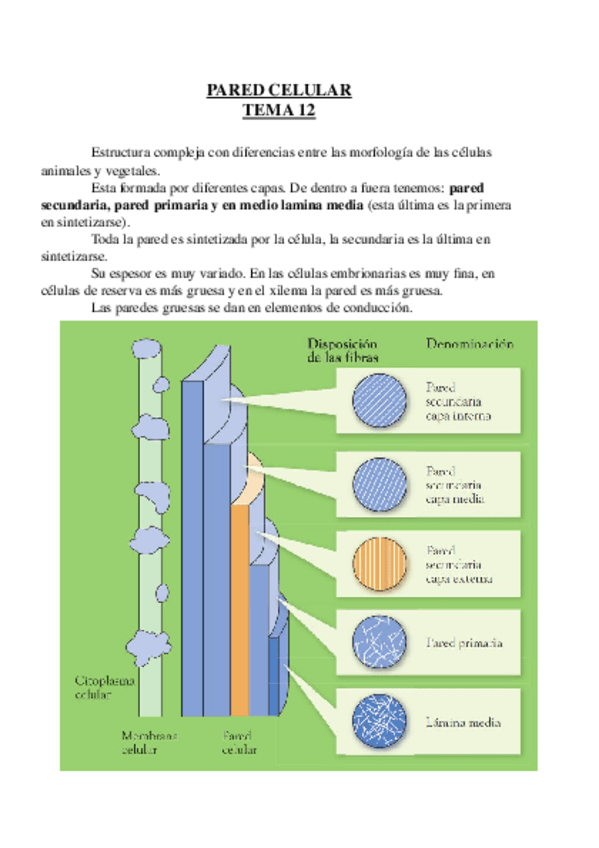 Miniatura del documento Tema 12.odt