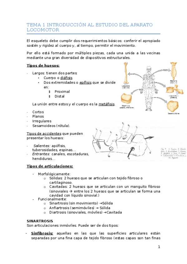 Miniatura del documento Apuntes anatomía 1.docx