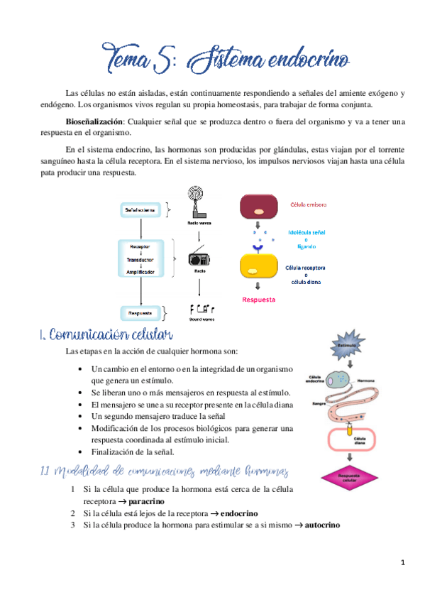 Miniatura del documento Tema 5. Sistema endocrino.pdf