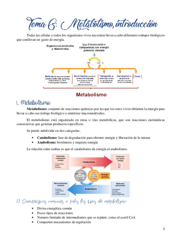Miniatura del documento Tema 6. Metabolismo- introduccion.pdf