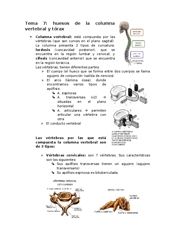Miniatura del documento TEMA 7.docx