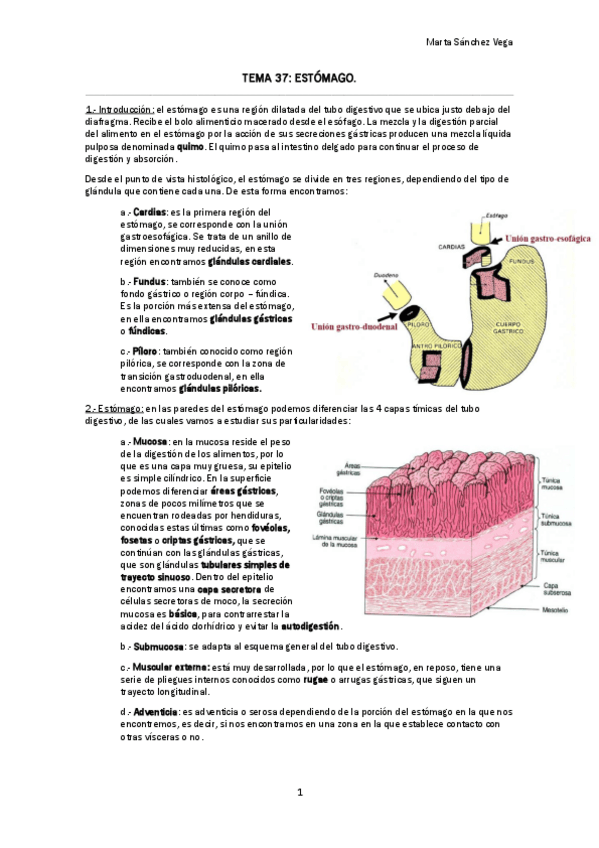 Miniatura del documento TEMA 37 ESTÓMAGO.pdf