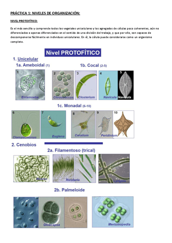 Miniatura del documento Prácticas.pdf