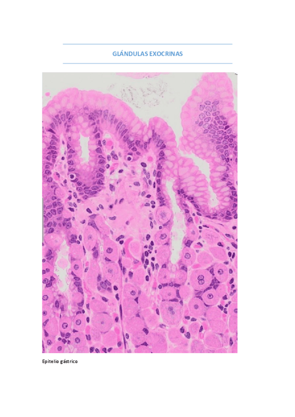 Miniatura del documento GLÁNDULAS EXOCRINAS.pdf