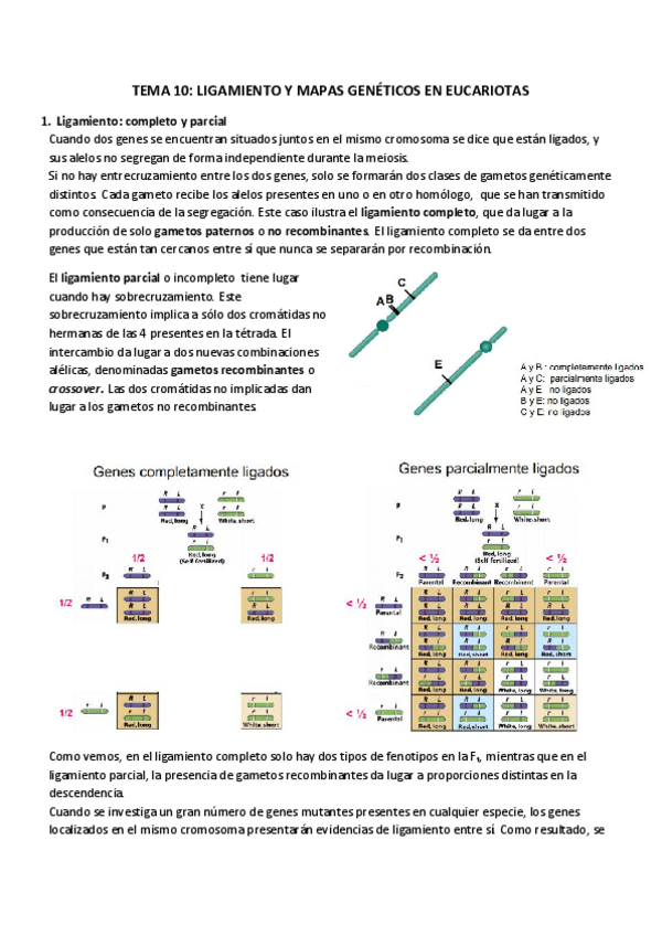 Miniatura del documento TEMA 10_ LIGAMIENTO Y MAPAS GENÉTICOS EN EUCARIOTAS.pdf