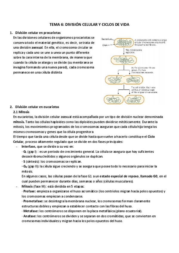 Miniatura del documento TEMA 6_ DIVISIÓN CELULAR Y CICLOS DE VIDA.pdf