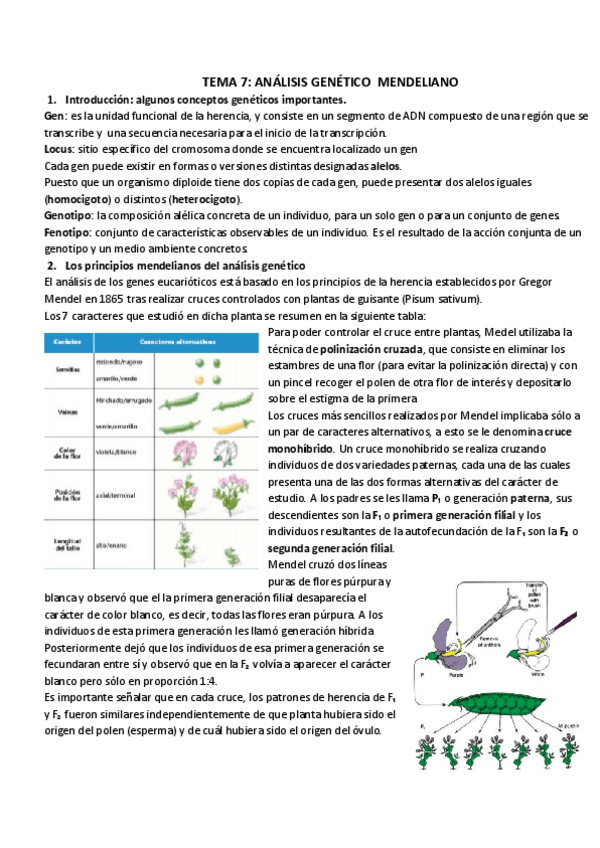 Miniatura del documento TEMA 7_ ANÁLISIS GENÉTICO  MENDELIANO.pdf