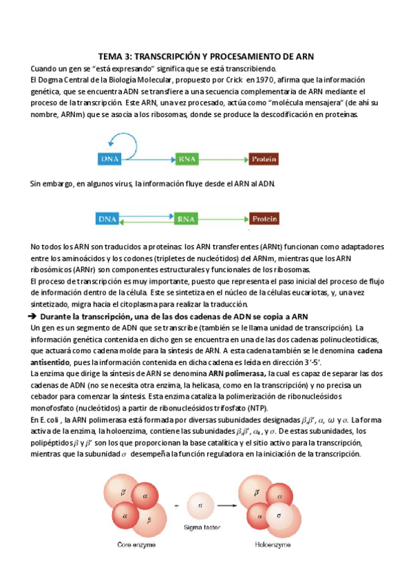 Miniatura del documento TEMA 3_ TRANSCRIPCIÓN Y PROCESAMIENTO DE ARN.pdf