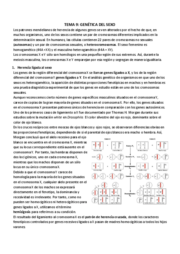 Miniatura del documento TEMA 9_ GENÉTICA DEL SEXO.pdf