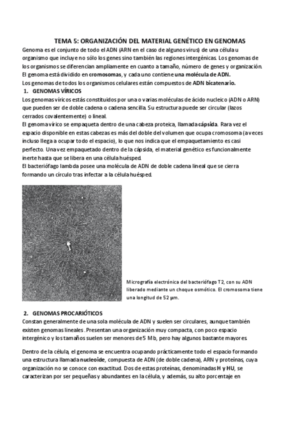 Miniatura del documento TEMA 5_ ORGANIZACIÓN DEL MATERIAL GENÉTICO EN GENOMAS.pdf