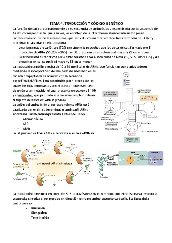 Miniatura del documento TEMA 4_ TRADUCCIÓN Y CÓDIGO GENÉTICO (1).pdf