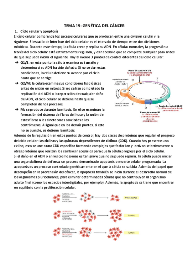 Miniatura del documento TEMA 19_ GENÉTICA DEL CÁNCER.pdf