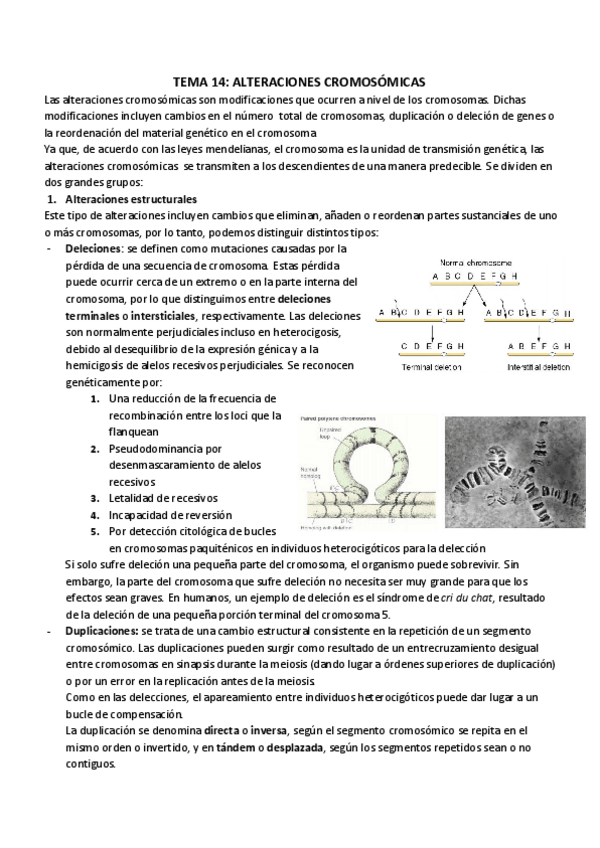 Miniatura del documento TEMA 14_ ALTERACIONES CROMOSÓMICAS.pdf