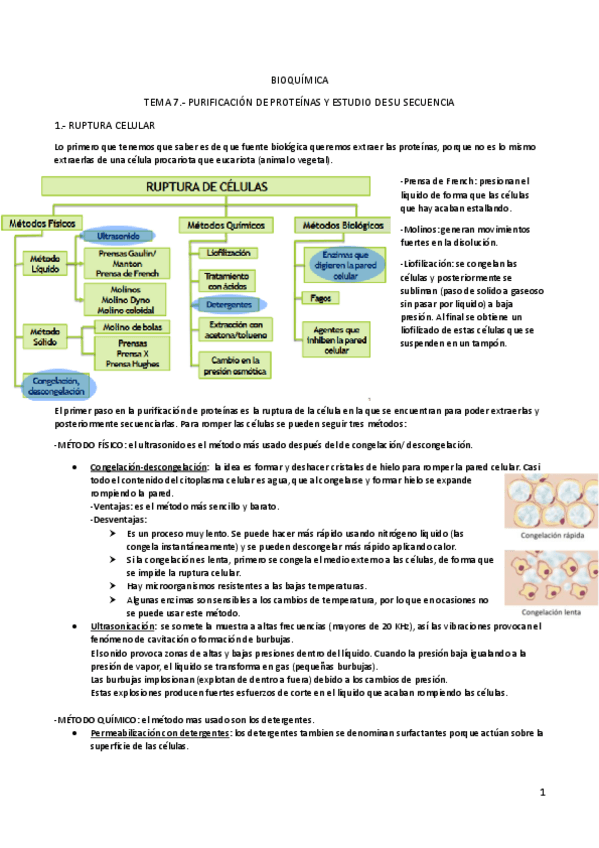 Miniatura del documento TEMA-7-PURIFICACION-DE-PROTEINAS-Y-ESTUDIO-DE-SU-SECUENCIA.pdf