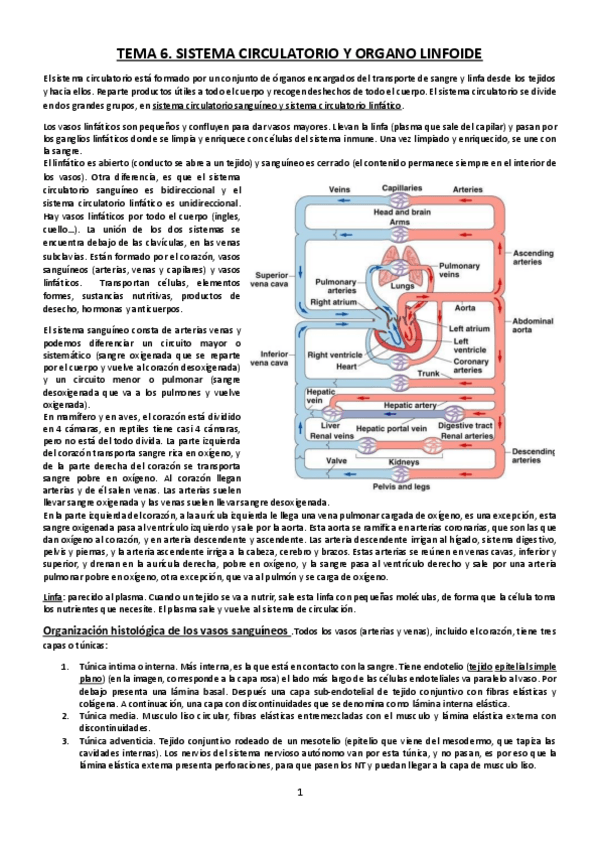 Miniatura del documento Tema-6-Sistema-Circulatorio-y-Organos-linfoides.pdf