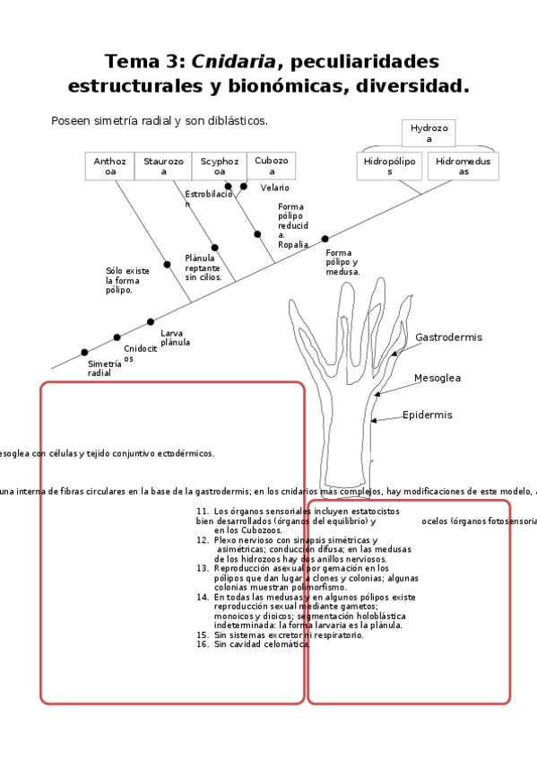 Miniatura del documento Tema-3-Cnidaria-peculiaridades-estructurales-y-bionomicas-diversidad.docx