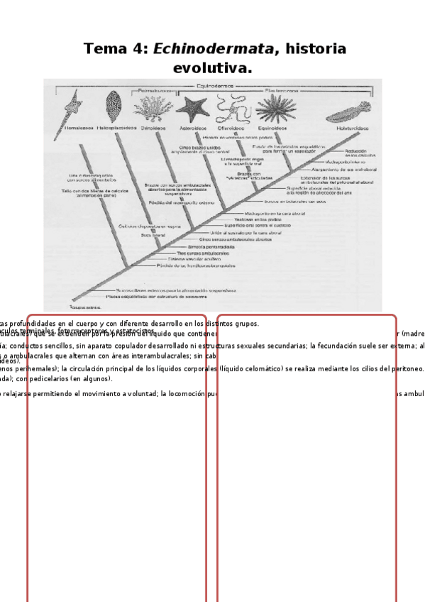 Miniatura del documento Tema-4-Echinodermata-historia-evolutiva.docx