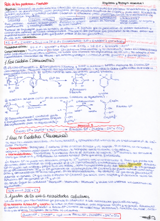 Miniatura del documento via-de-las-pentosas-fosfato.pdf