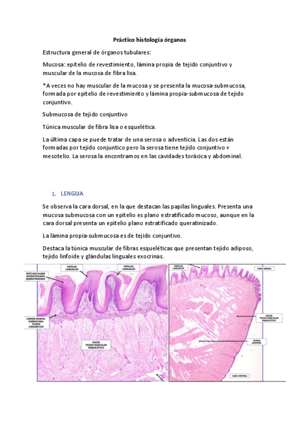 Miniatura del documento Apuntes-examen-microscopio.pdf