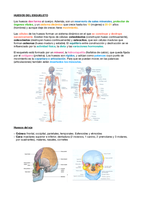 Miniatura del documento 4. MOTOR-ÓSEO.pdf