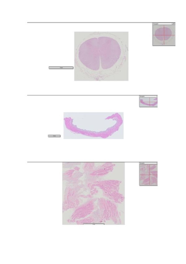 Miniatura del documento imagenescito.pdf