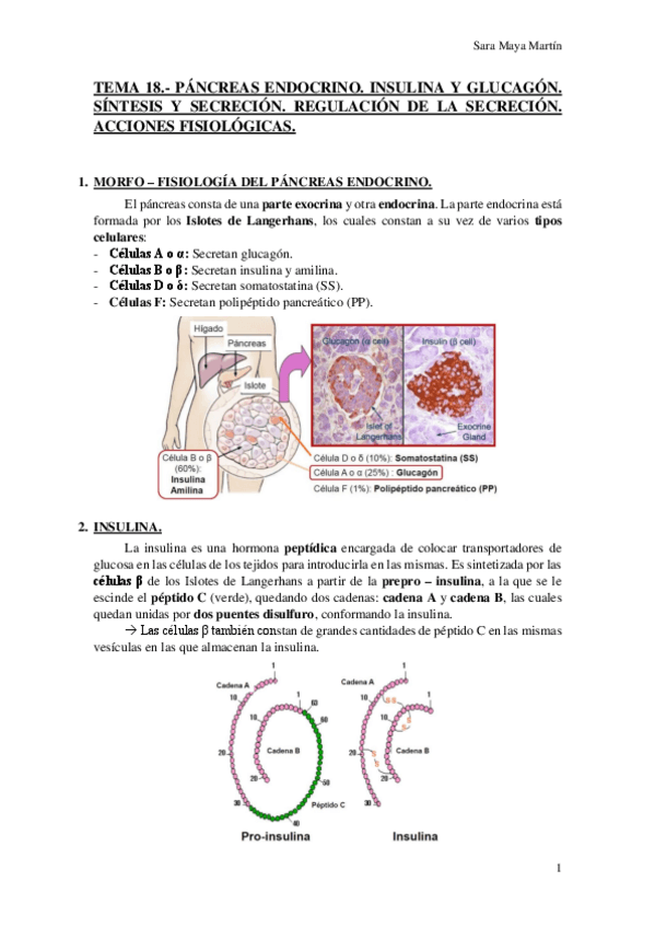Miniatura del documento TEMA-18-PANCREAS-ENDOCRINO-INSULINA-Y-GLUCAGON-SINTESIS-Y-SECRECION-REGULACION-DE-LA-SECRECION-ACCIONES-FISIOLOGICAS.pdf