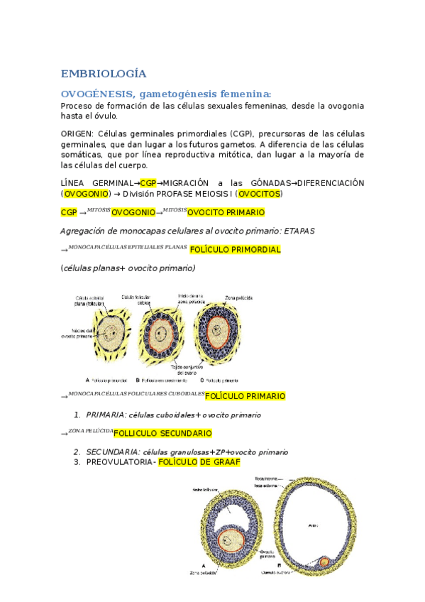 Miniatura del documento Apuntes-EMBRIOLOGIA.docx