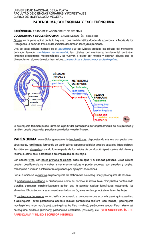 Miniatura del documento parenquima-colenquima-y-esclerenquima.pdf