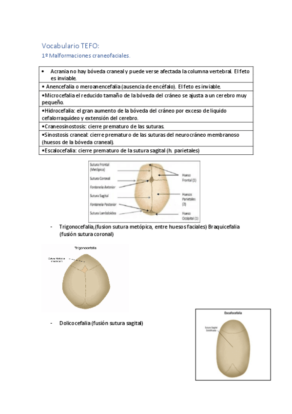 Miniatura del documento Vocabulario-TEFO.pdf