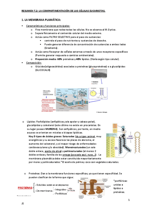 Miniatura del documento RESUMENT2COMPARTIMENTACIONECUCARI.pdf