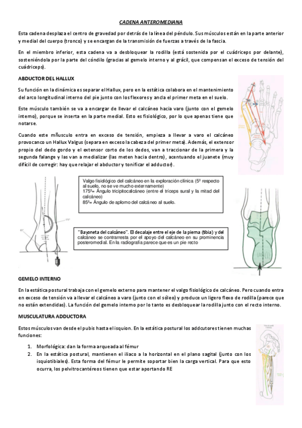 Miniatura del documento CADENA-ANTEROMEDIANA.pdf