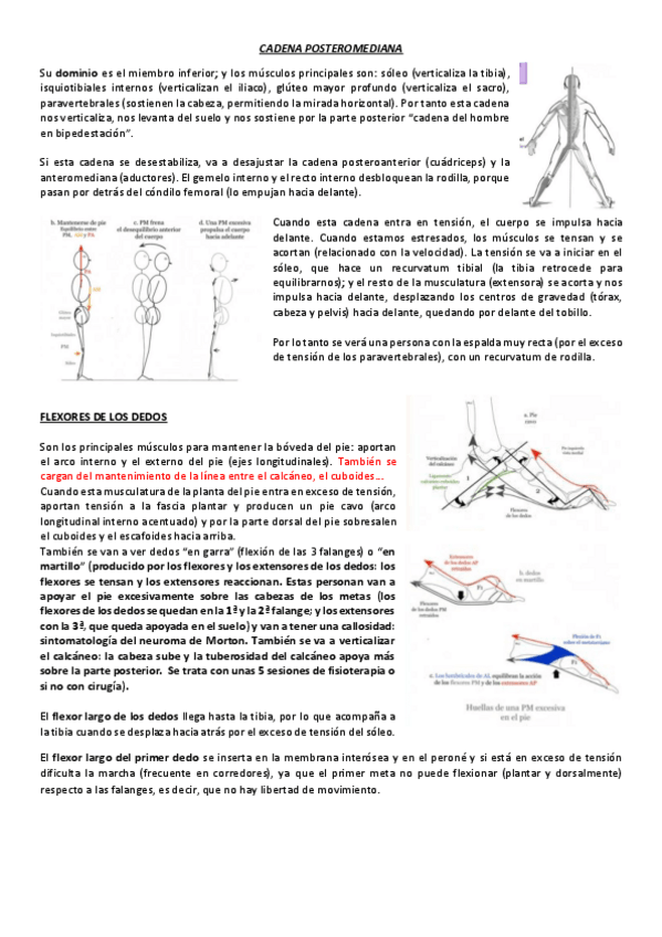 Miniatura del documento CADENA-POSTEROMEDIANA.pdf