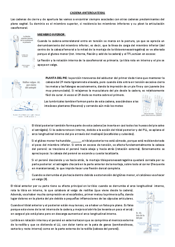 Miniatura del documento CADENA-ANTEROLATERAL.pdf