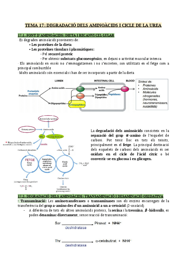 Miniatura del documento TEMA-17-Degradacio-dels-aminoacids-i-cicle-de-la-Urea.pdf